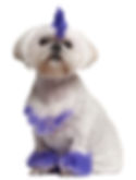 dog fur dye, fur color dog