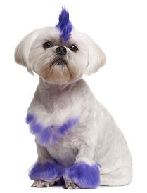 dog fur dye, fur color dog