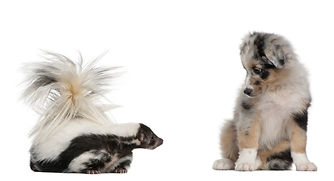 puppy with skunk