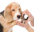 dog getting nails trimmed