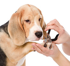 dog getting nails trimmed