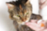 cat grooming