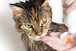 cat grooming