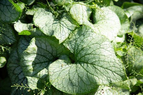 Nature’s blueprint