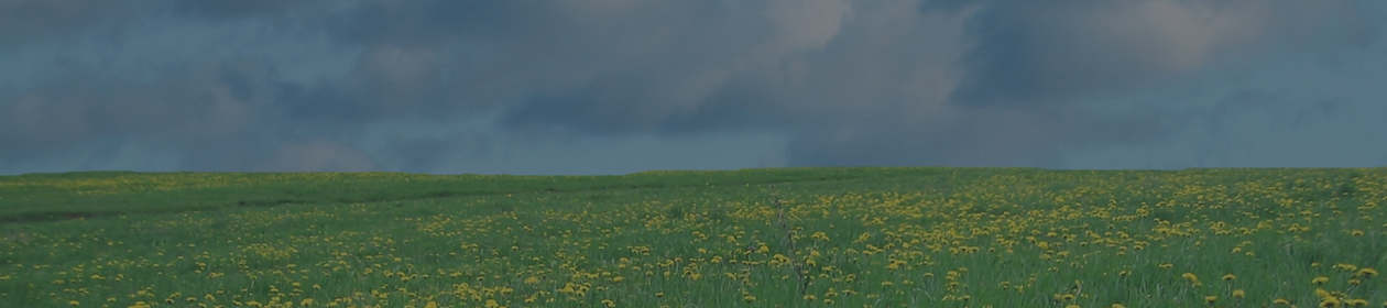 green field with flowers and blue sky with white clouds