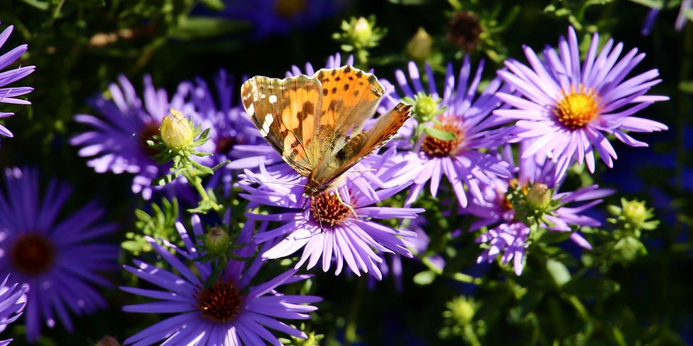 Inviting Biodiversity into our Gardens