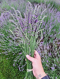 Lavender Field.jpg