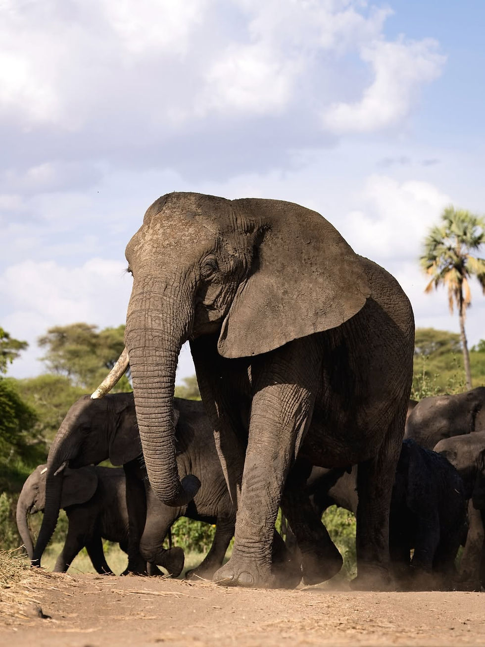 I had an idea to photograph elephants from ground level to truly show the scale and presen