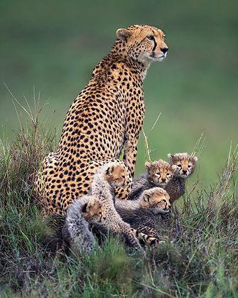 Cheetah cubs learning the world by watching their mother.Staying close, copying her stilln