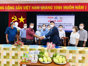 Trồng xoài theo đơn đặt hàng của doanh nghiệp