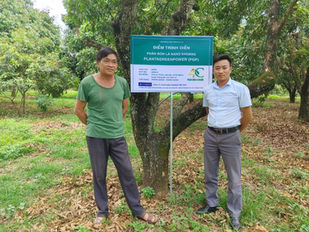 Hiệu quả sử dụng PLANTAGREENPOWER (PGP) trên cây nhãn Sơn La