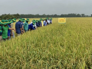 Mô hình sạ lúa theo cụm lồng ghép mô hình canh tác lúa thông minh