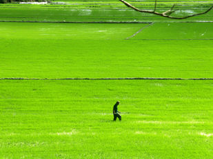 Thoát nghèo nhờ lúa đặc sản ST25 dưới chân núi lửa