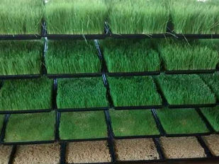 Hướng Dẫn Các Bước Trồng Thức Ăn Thô Xanh Bằng Hình Thức Thuỷ Canh