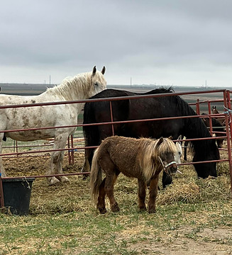 Volunteer at Friend of Lackota Animal Sanctuary