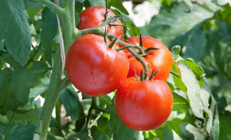 EM•1® Case Study Tomatoes