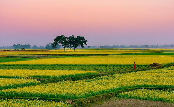 Bangladesh countryside