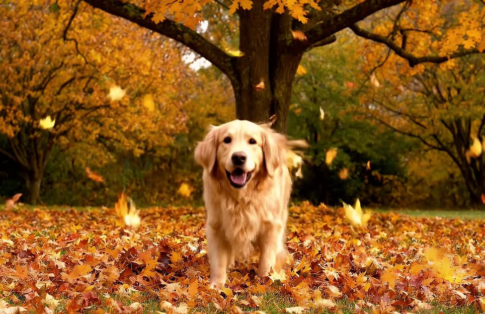 Autumn Budget 2025 How the Changes Affect Small Businesses, Landlords and Individuals _ (W