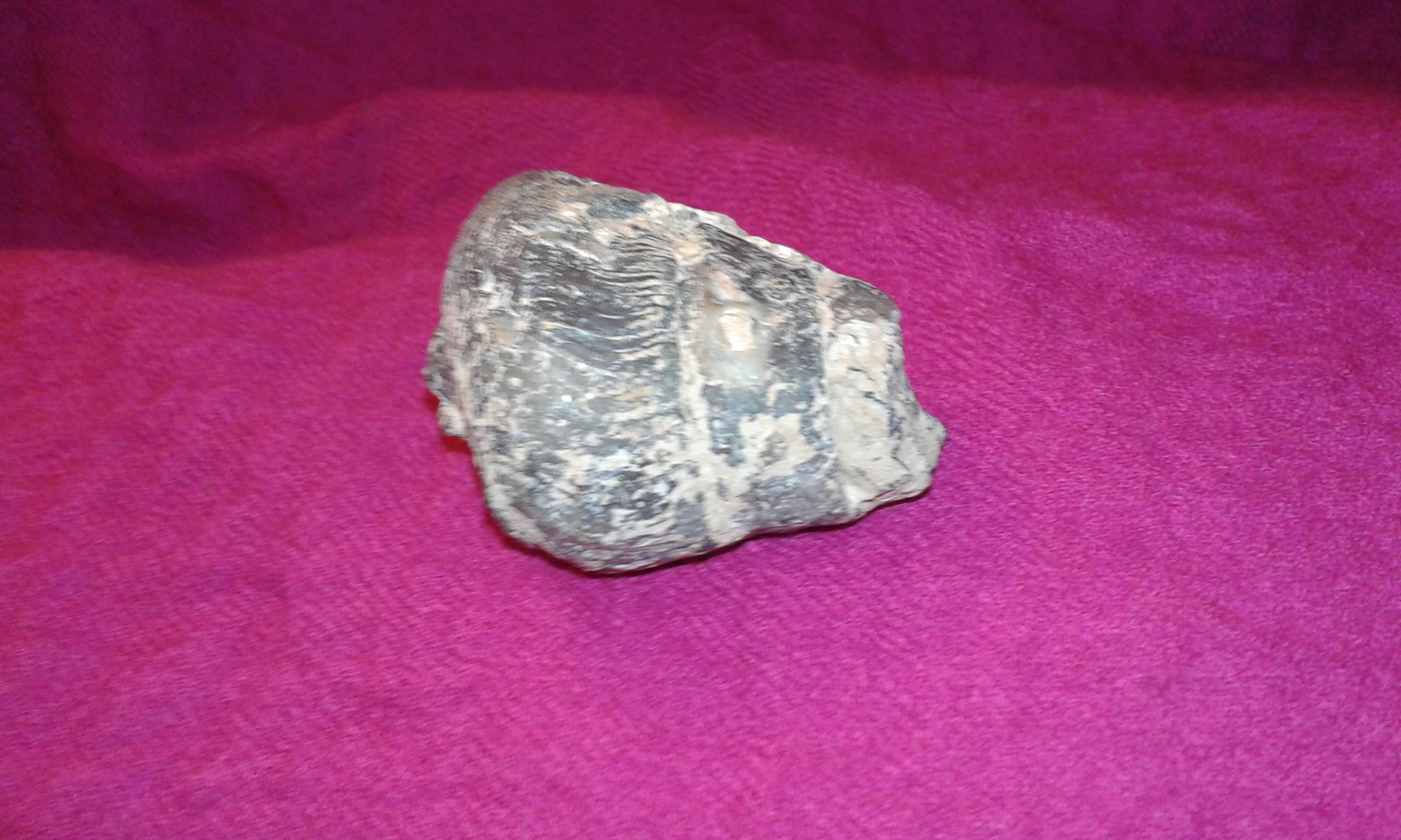 Ancient gastropod snail shell replaced by agate fossilised sea art gem mineral