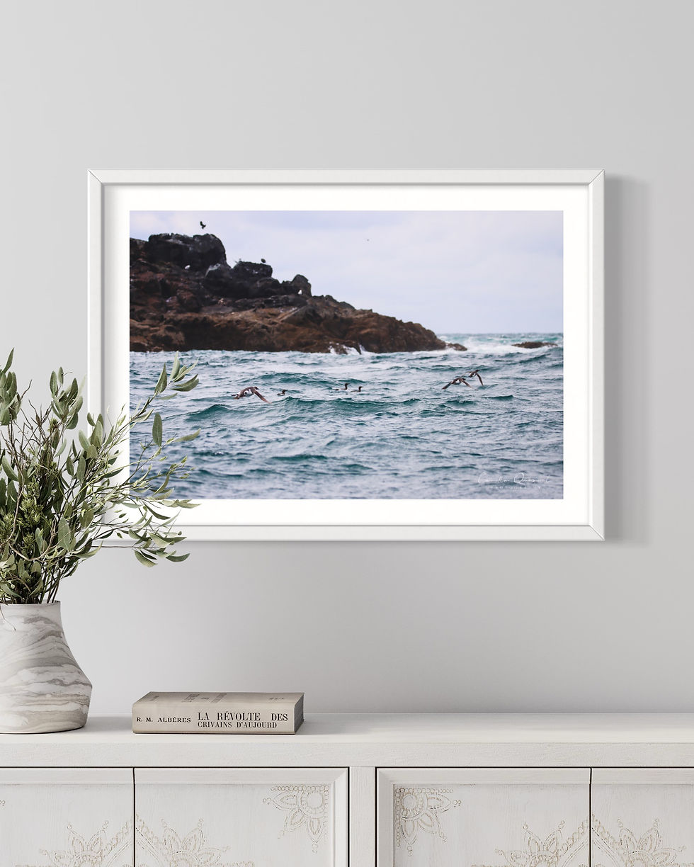 Thumbnail: Guillemot In Cornwall