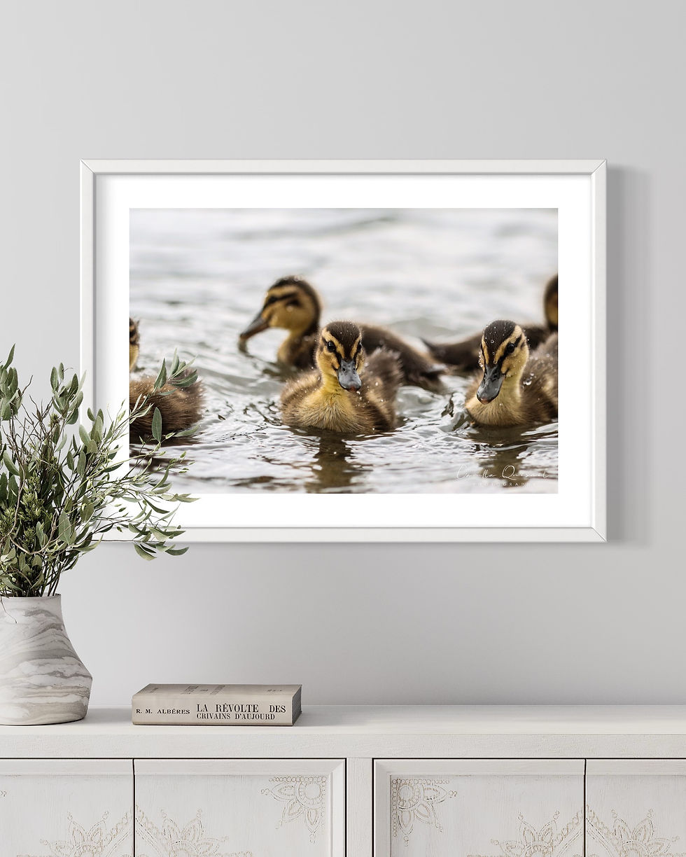 Thumbnail: Ducklings