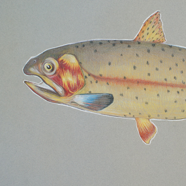 Cutthroat