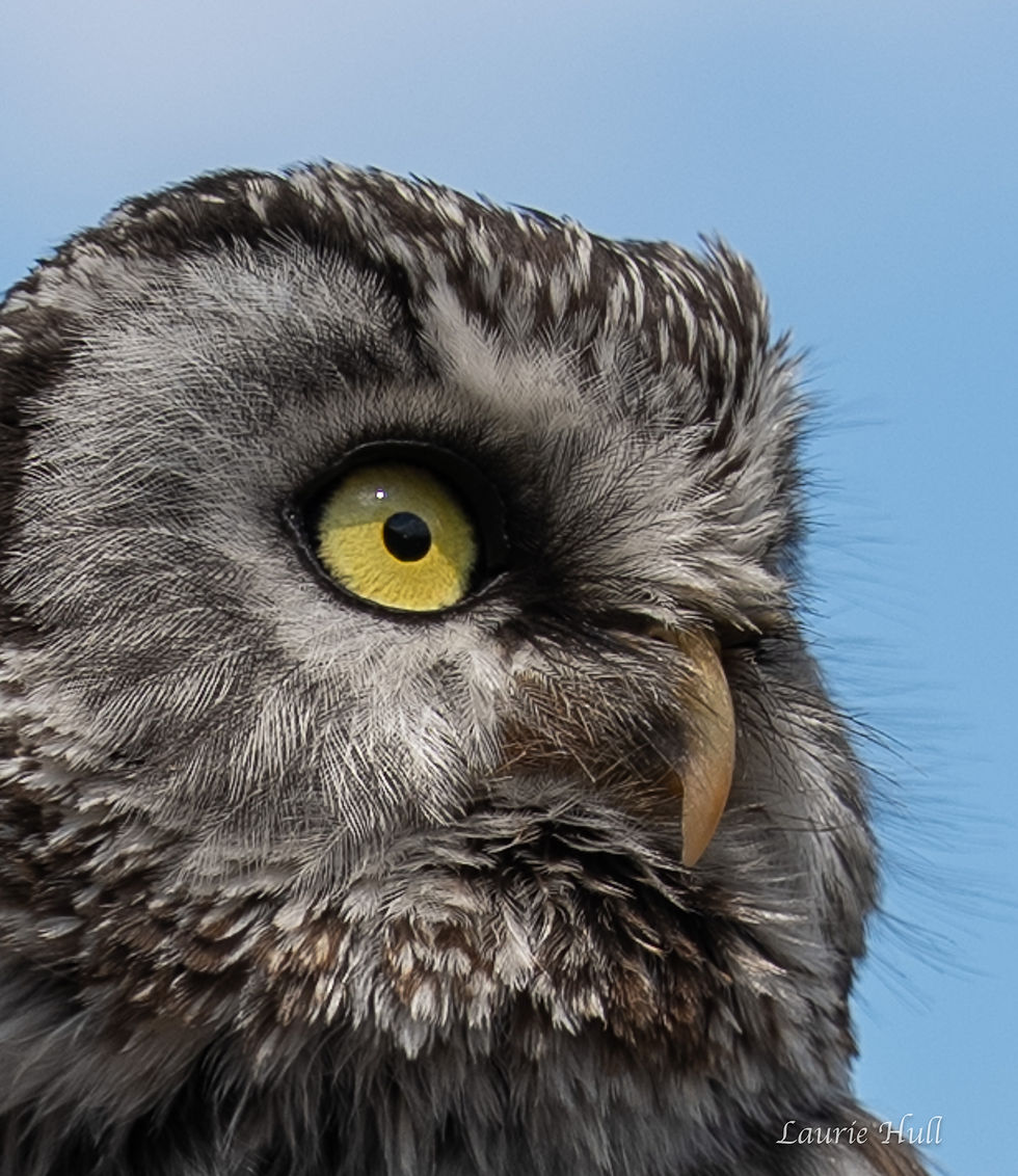 Great Gray Owl