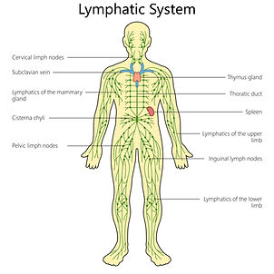Lymphatic System