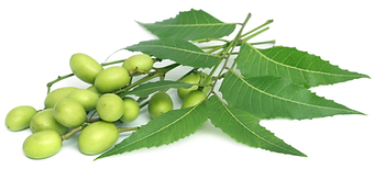 Neem