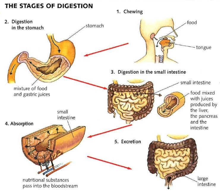 essay of process of digestion