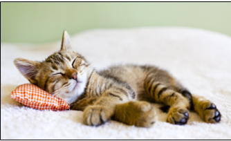 Cat sleeping