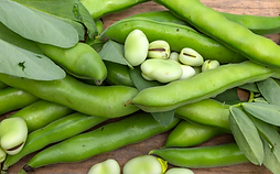 Fava