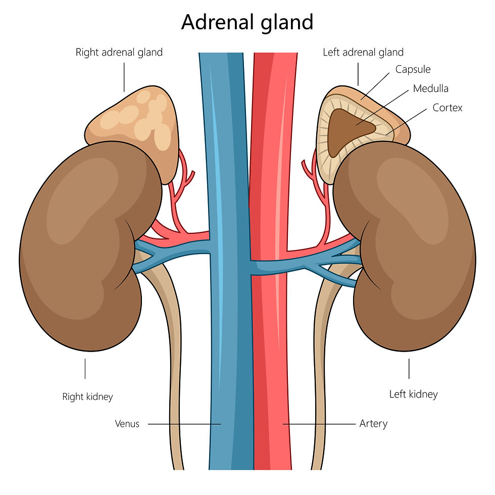 Adrenal Glands