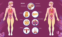 endocrine