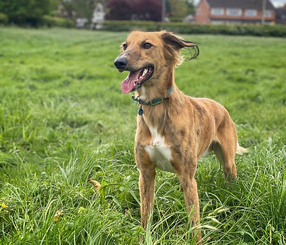 07500A07-08C7-46B3-8E61-DEF41DE8EB19_edi