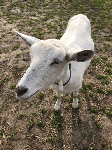 NORA Farm Goat