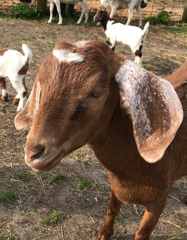 Cinnamon Farm Goat