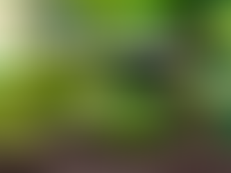 A importância do solo e da luz para as plantas!