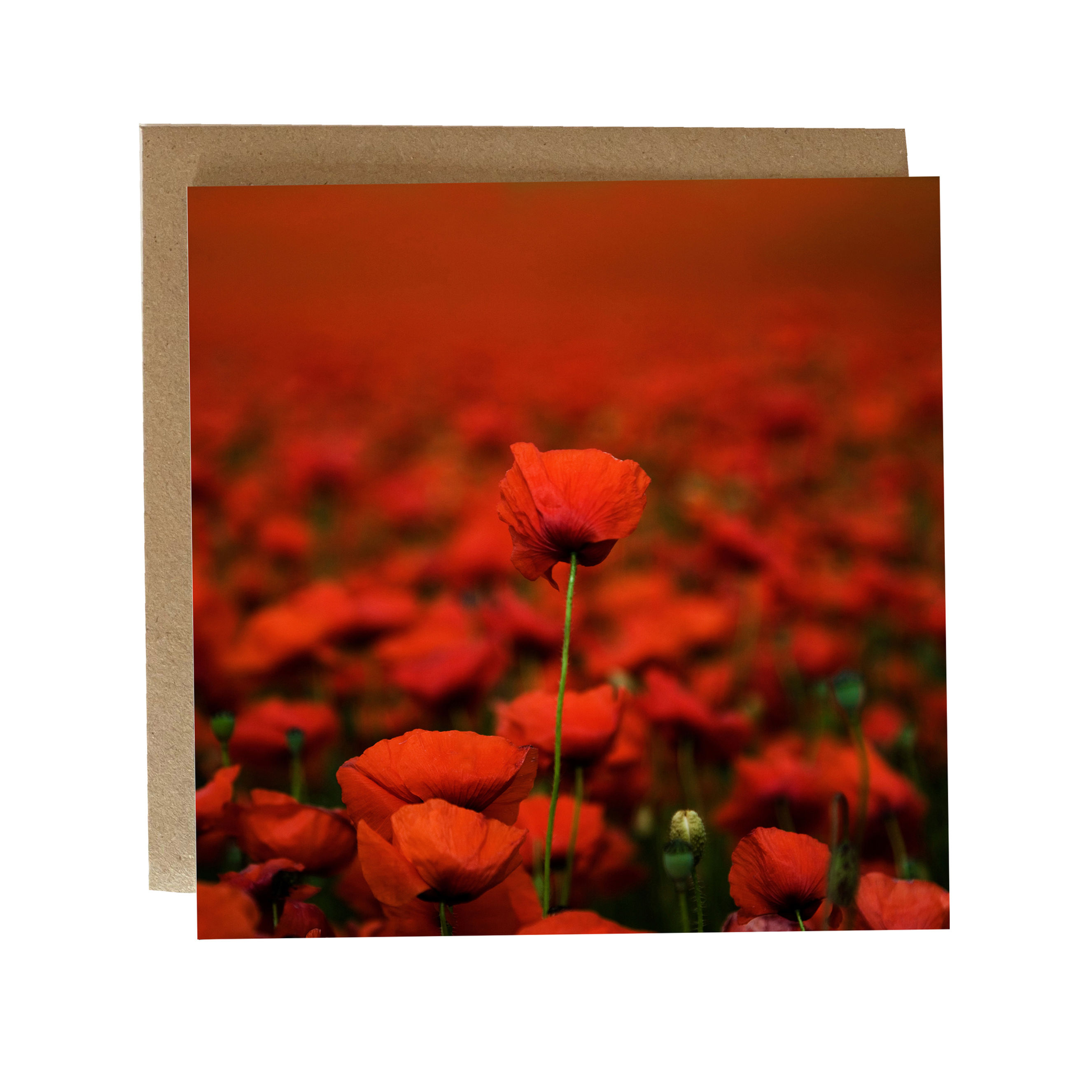 Poppy Field Greeting Card