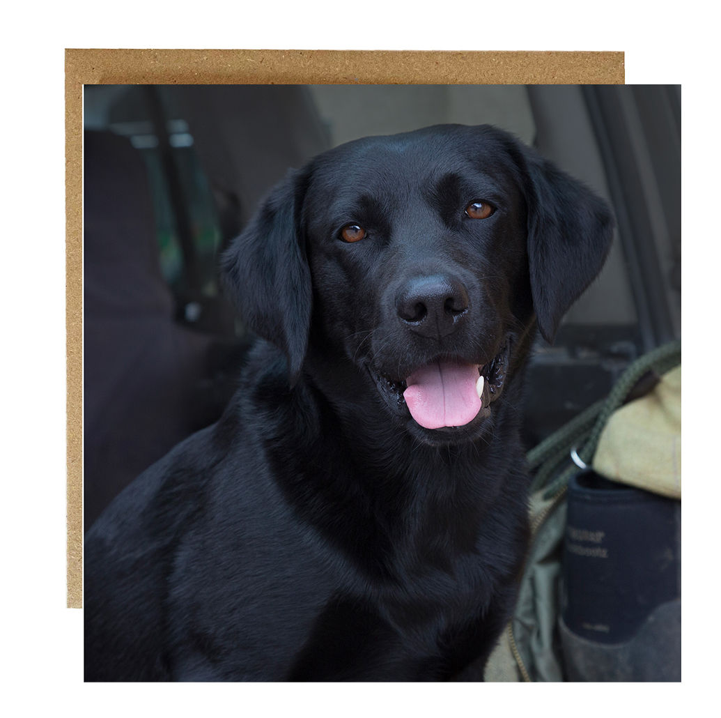 Black labrador greeting card - dog birthday card