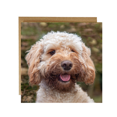 Cockapoo Photo Card Cockapoo card - cute card | Alexsharp