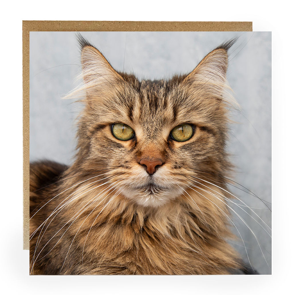 Maine Coon cat greeting card - cat cardfor any occasion