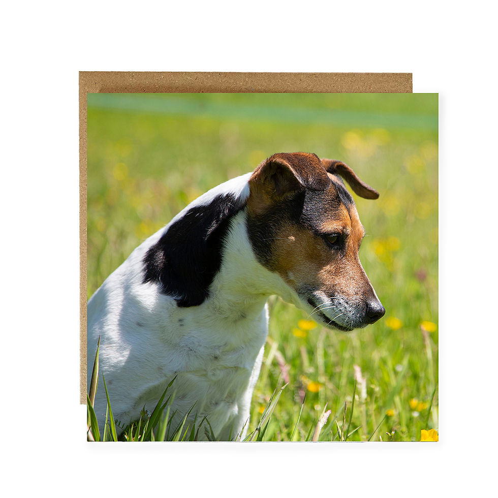 Jack Russell greeting card - White & Tan Jack Russell dog card