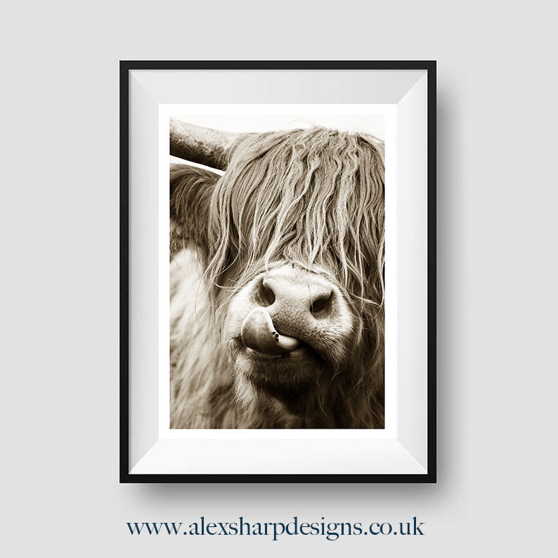 Thumbnail: Highland Cow Print on Fine Art paper