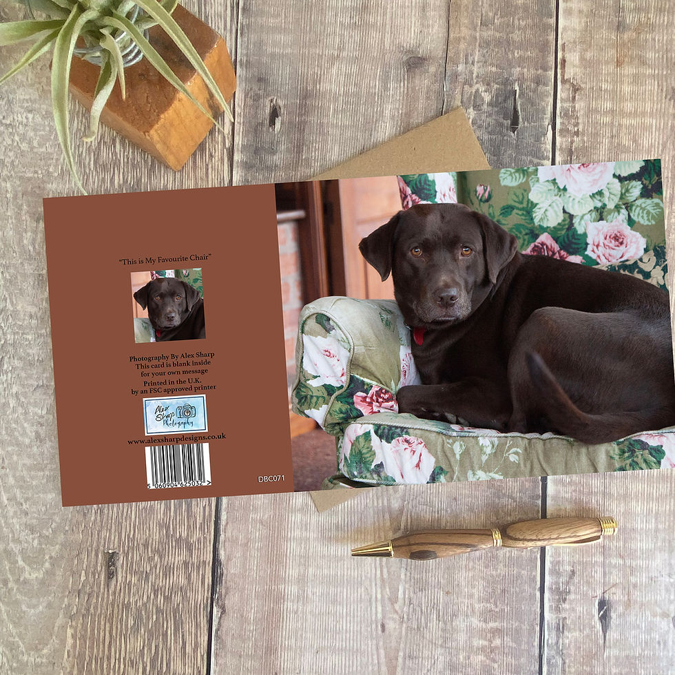 Thumbnail: Chocolate labrador greeting card - lovely Lab card