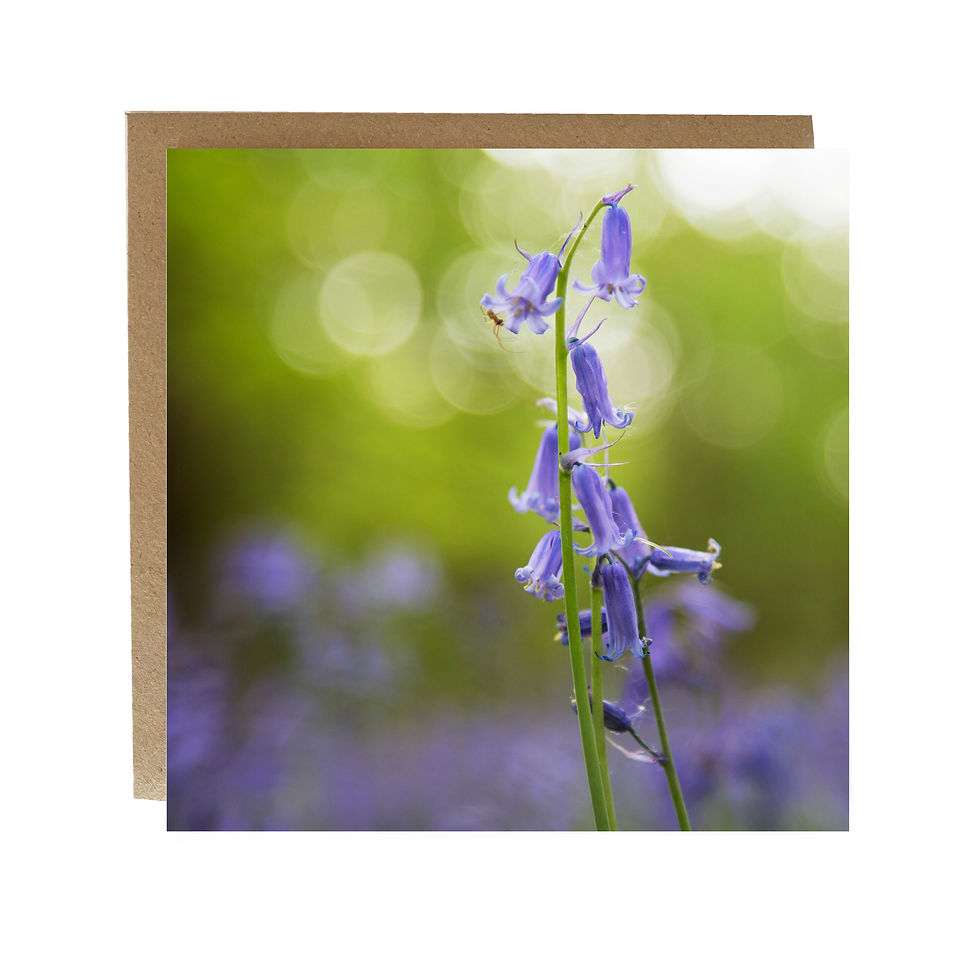 Bluebells in the woods Greeting Card