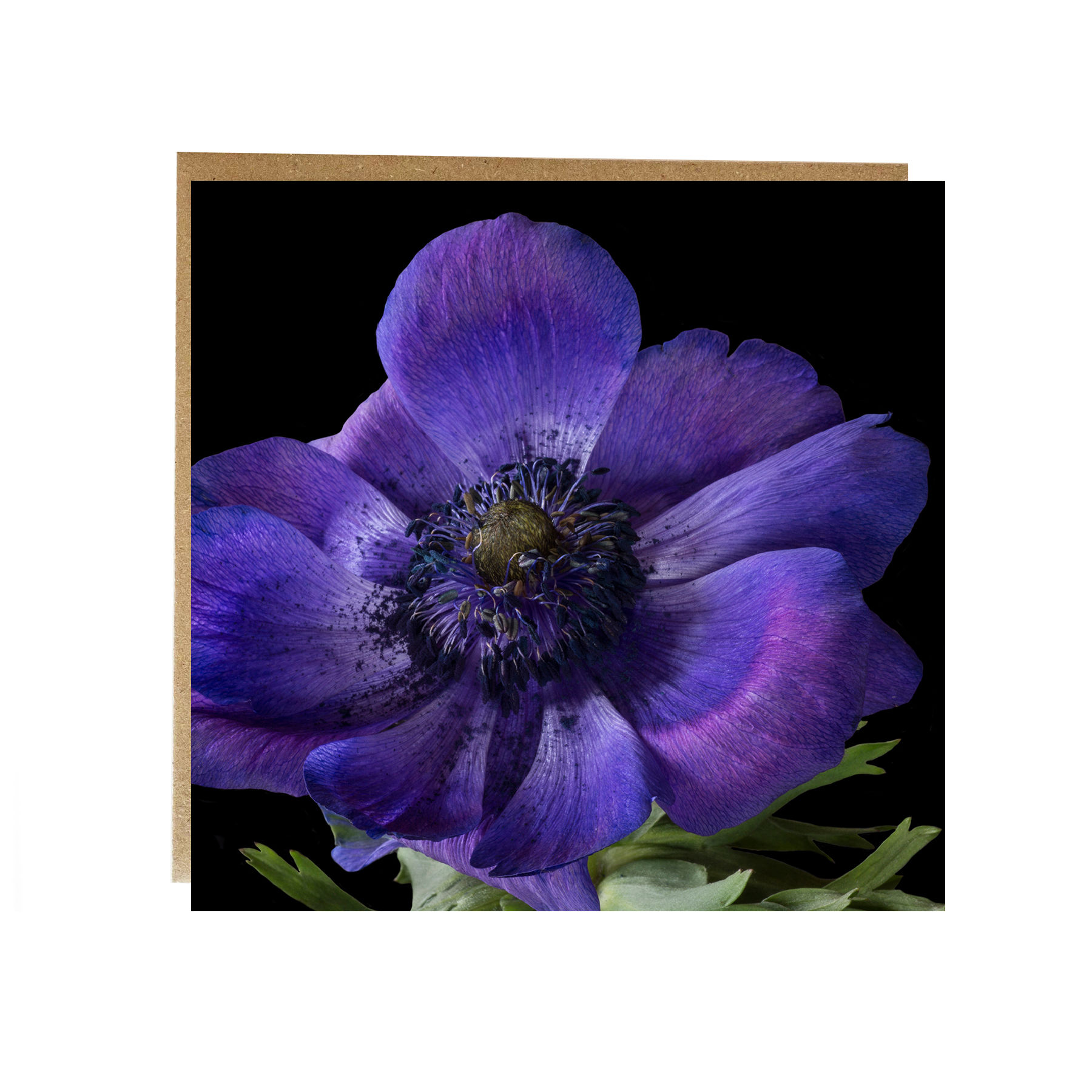 Purple Anemone greeting card