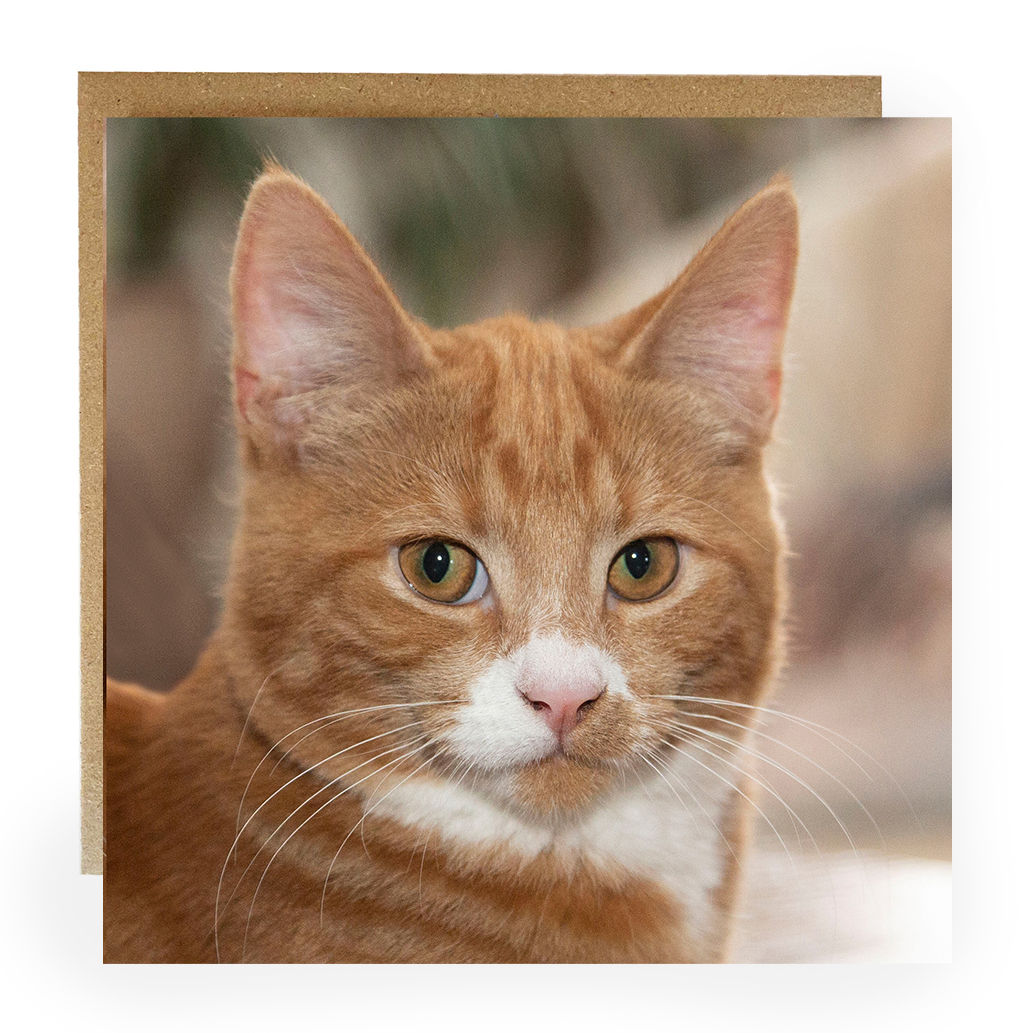 Ginger and white cat greeting card