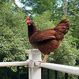 Mabel, a red chicken