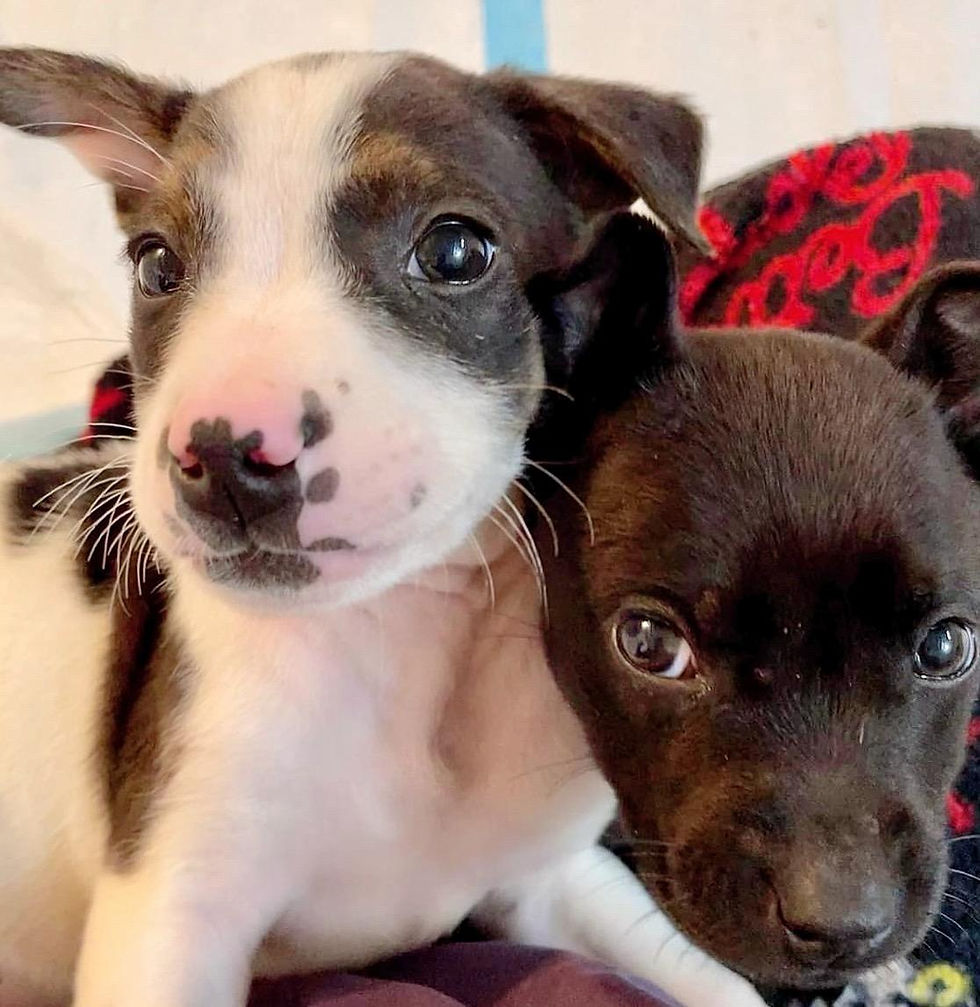 remembering puppies